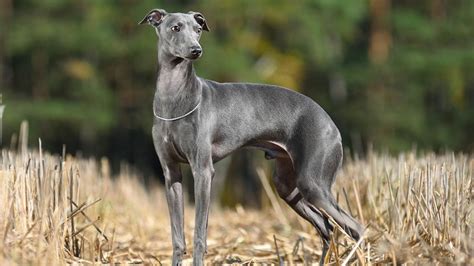 greyhound gomovies|GREYHOUND .